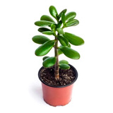 Crassula Ovata Arbol De Jade Planta Suculenta 10cm