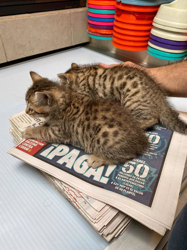 Gatos Bengalí Machos Fotos Reales Mamá Con Registro .