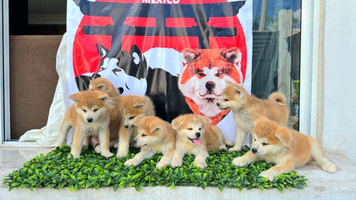 Cachorros Akita Inu Japonés Entrega Inmediata