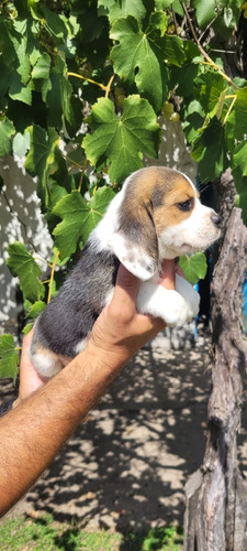 Beagle Cachorra Hembra  Espectacular Con Fca