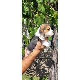 Beagle Cachorra Hembra  Espectacular Con Fca