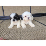 Shitzu Shihtzu Cachorras,hembras