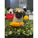 Lindissimas Filhotes De Pug Femea Mini