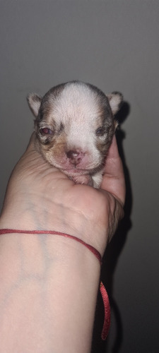 Chihuahua Merle