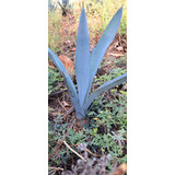 Agave Azul Weber 70 Plantas De 15 A 20 Cm