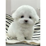 Bichón Frisé Hermoso Puppiesarg