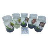 Plantas Carnívoras In Vitro. Colección De 5 Géneros.