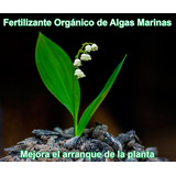 Fertilizante De Algas Marinas Concentrado Por 15 Ml (12 Lt) 