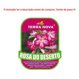 Substrato P/ Rosa Do Deserto - Terra Nova - Lacrado 14kg