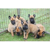 Perros Pastor Belga Malinois Cachorros En Venta En Soledad