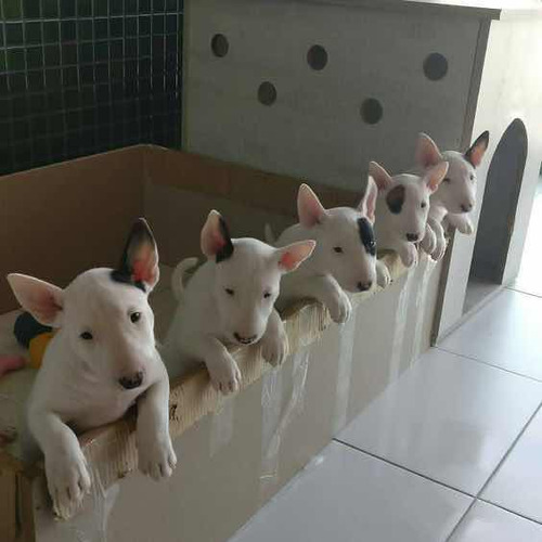 Filhotes Com Pedigree E Microchip **** De Bull Terrier Stan