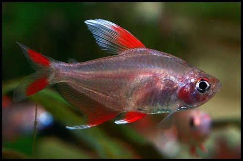 Pacote C/ 5 Peixes Tetra Asa Branca -água Doce- Aquário 