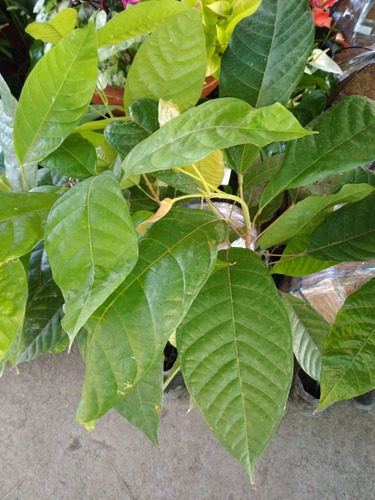 Árbol De Cacao 60 Cm