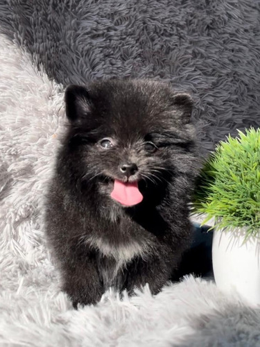 Pomerania Macho Pedigrí Internacional 