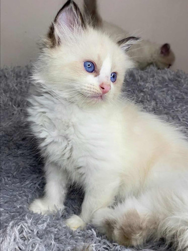 Hermosos Gatos Ragdoll