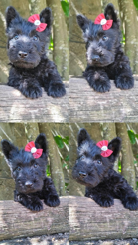 Scottish Terrier Fêmea Preta 