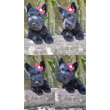 Scottish Terrier Fêmea Preta 