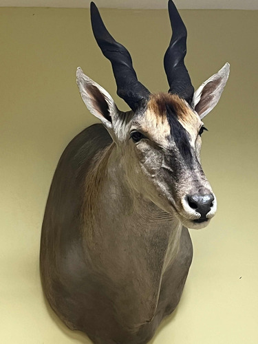 Eland Disecado Taxidermia Venado Antílope Trofeo