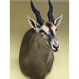 Eland Disecado Taxidermia Venado Antílope Trofeo