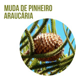 Muda De Pinheiro Araucária Pinhão - 150cm