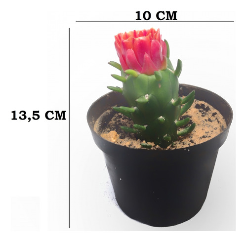 Planta Real Cactus Ambiente Aesthetic