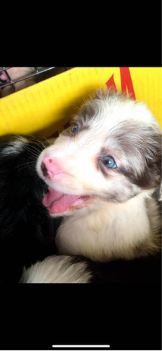 Border Collie Fêmea