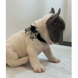 Hermosa Bulldog Francés Paind Lilac Portadora De Fluffy Akc 