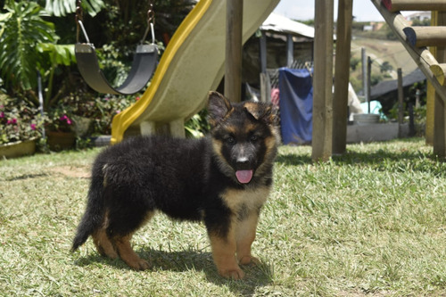 Cachorra Pastor Alemán Pelo Largo Bogota Animal Pets Col