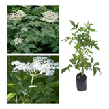 Sabugueiro - Sambucus Nigra - Ornamental E Medicinal 