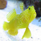 Peixe Marinho Goby Yellow Watchamn