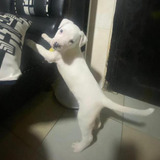 Cachorros Dogo Argentino Animal Pets Colombia 