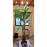 Planta Artificial Arbol Banano 1.80mts De Alto. 3 Troncos