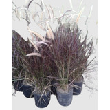 Pennisetum Rubra Cola De Zorro Graminea