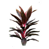 Dracena Roja / Cordyline Red / Árbol Ornamental