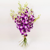 Athena's Garden Fresh Vibrant Purple Dendrobium Son...