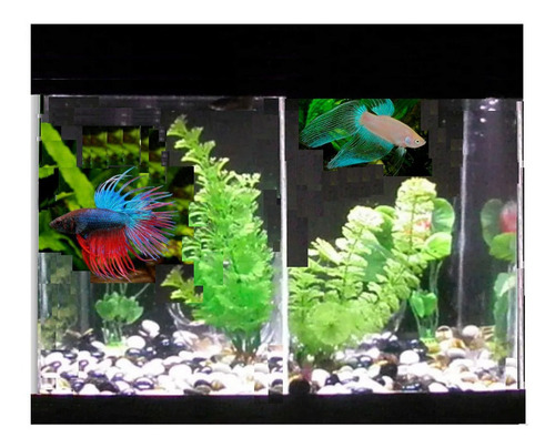 Aquário / Beteira 2 Bettas 10 L 30cm + Lâmpada Led + Plantas