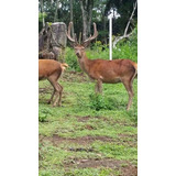 Venado Ciervo Rojo