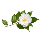 Muda De Camélia Branca Flor Linda Para Paisagismo E Cercas