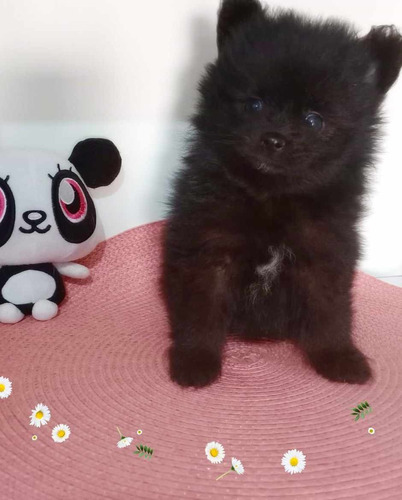 Pomerania Lulu Negro Precioso Machitos+envio