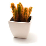 Cactus Artificial Decorativo Con Maceta Chamaecereus 5x5cm