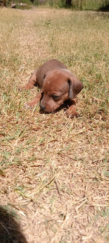 Cachorritas Salchichas