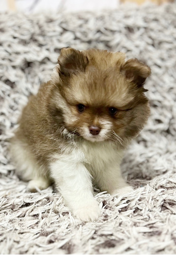 Macho Pomerania Miniatura Gen Chocolate 2 Meses De Edad