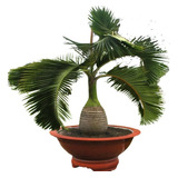 Muda Palmeira Garrafa - Hyophorbe Lagenicaulis