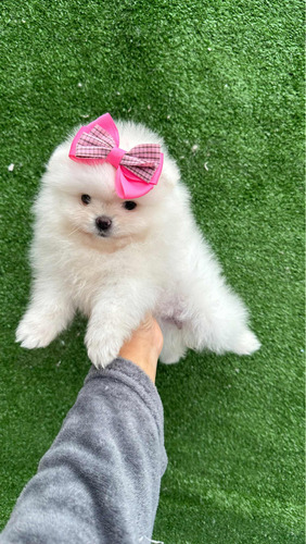 Lulu Da Pomerania Fêmea Na Promoção!