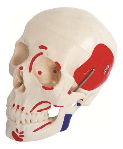 Cráneo Humano Músculos Pintados Mandíbula Articulable 2 Pz