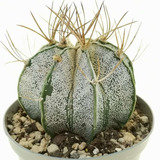 Semillas De Cactus Astrophytum Capricorne Exótica Raras