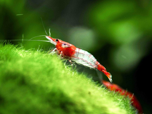 Camarón De Acuario Neocaridinas Red Rilli