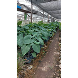 Alocasia Nergra Oreja De Elefante 10lts Decoracion