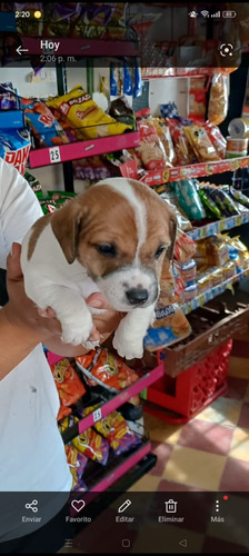 Cachorritos Jack Russell 