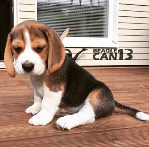 Cachorro Beagle 014